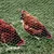 hexagonal wire netting